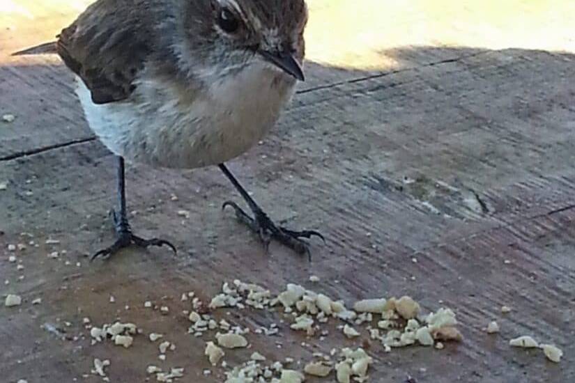 Petit compagnon de l'après midi, La Réunion