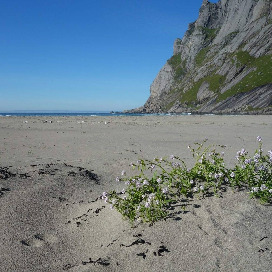 Fleurs arctiques, Bunes, Iles Lofoten