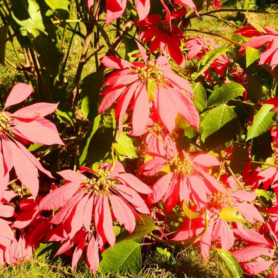 Quelques fleurs du coin, La Réunion