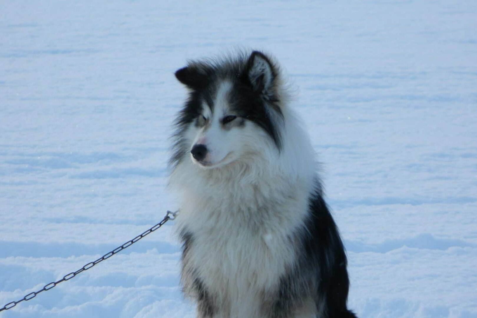 Fenrir