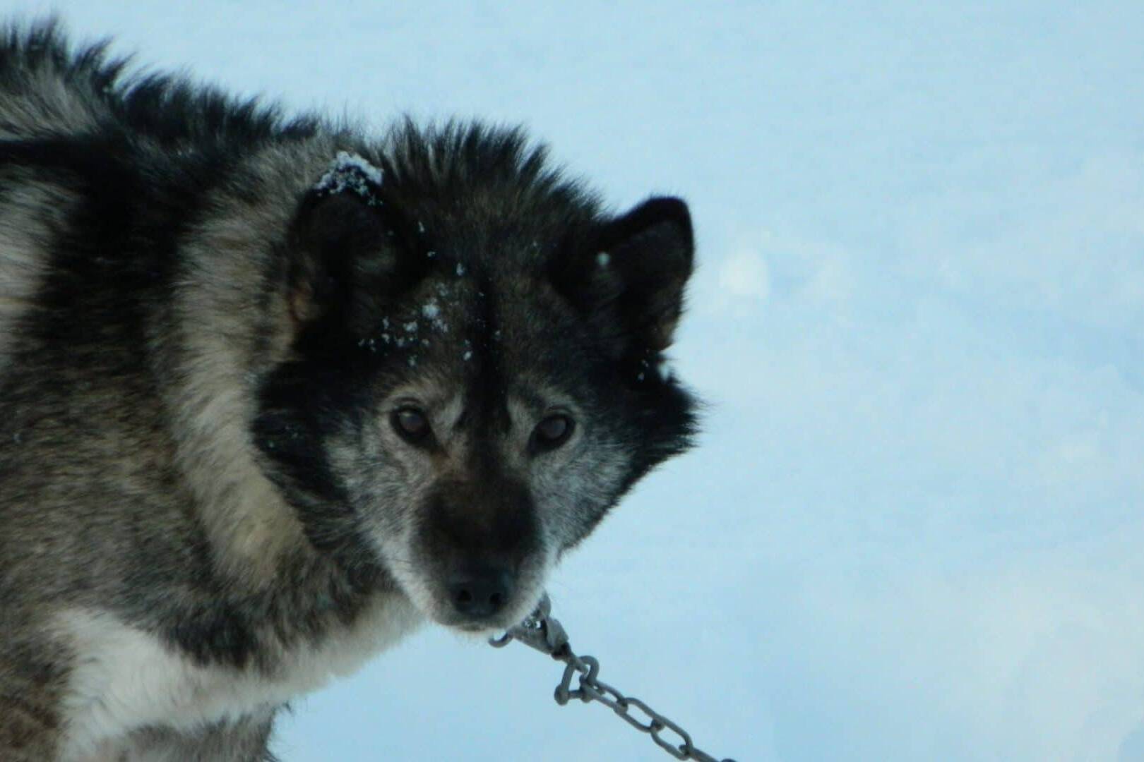 Freya, Svalbard
