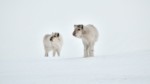 Deux jeunes renne du Svalbard - Photo : Bertrand Forest