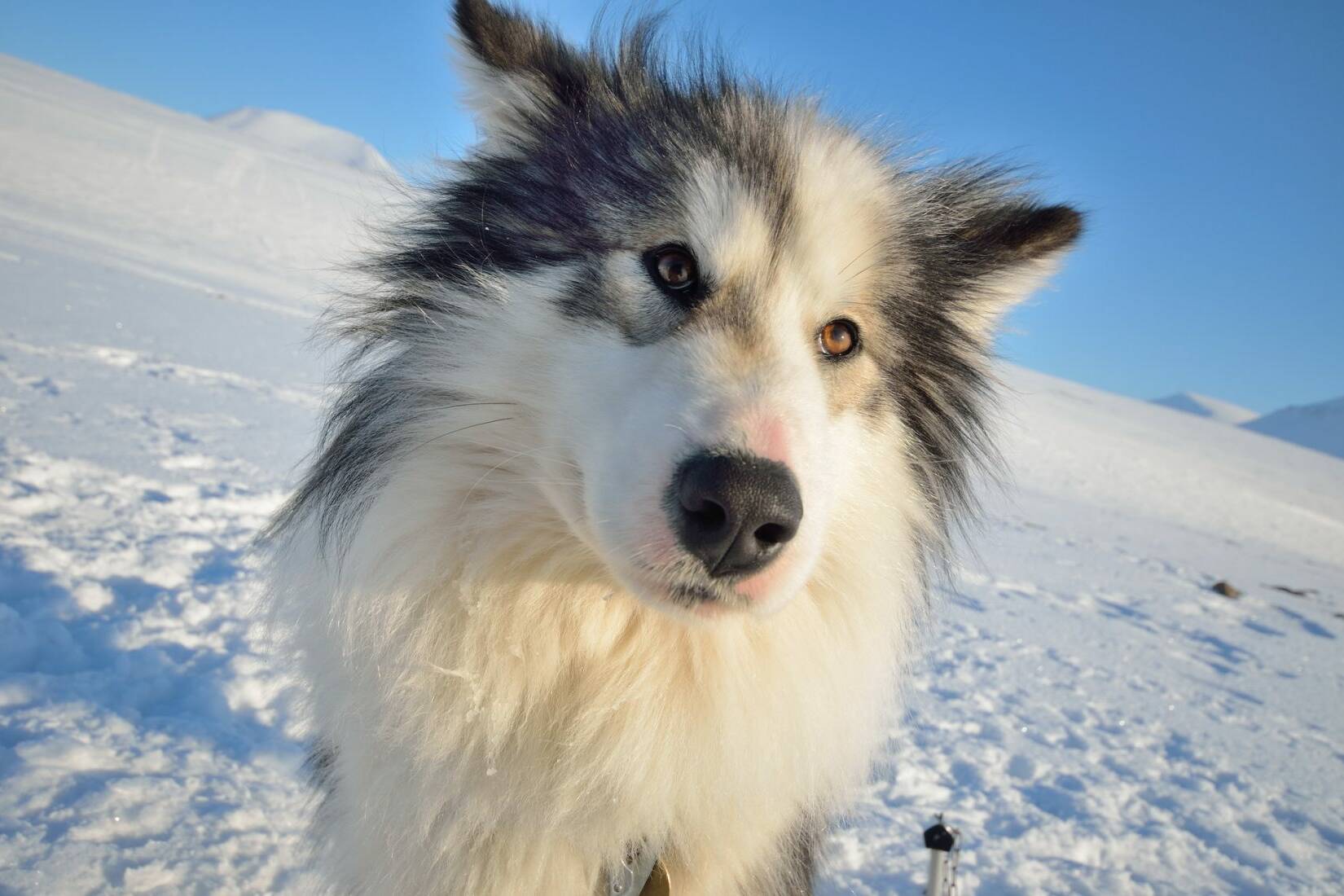 Fenrir l'agité - Photo : Bertrand Forest