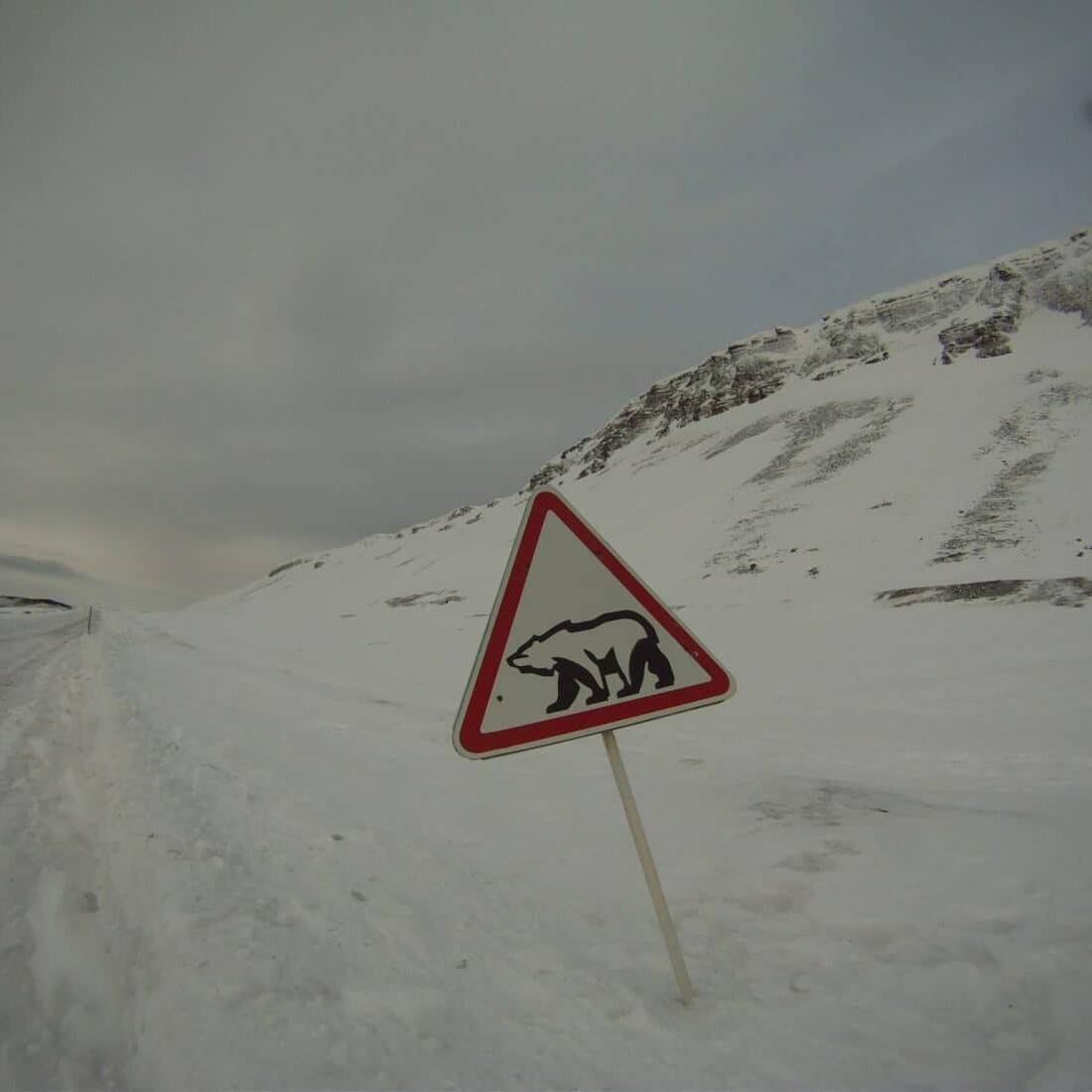 Attention à l'Ours! Svalbard