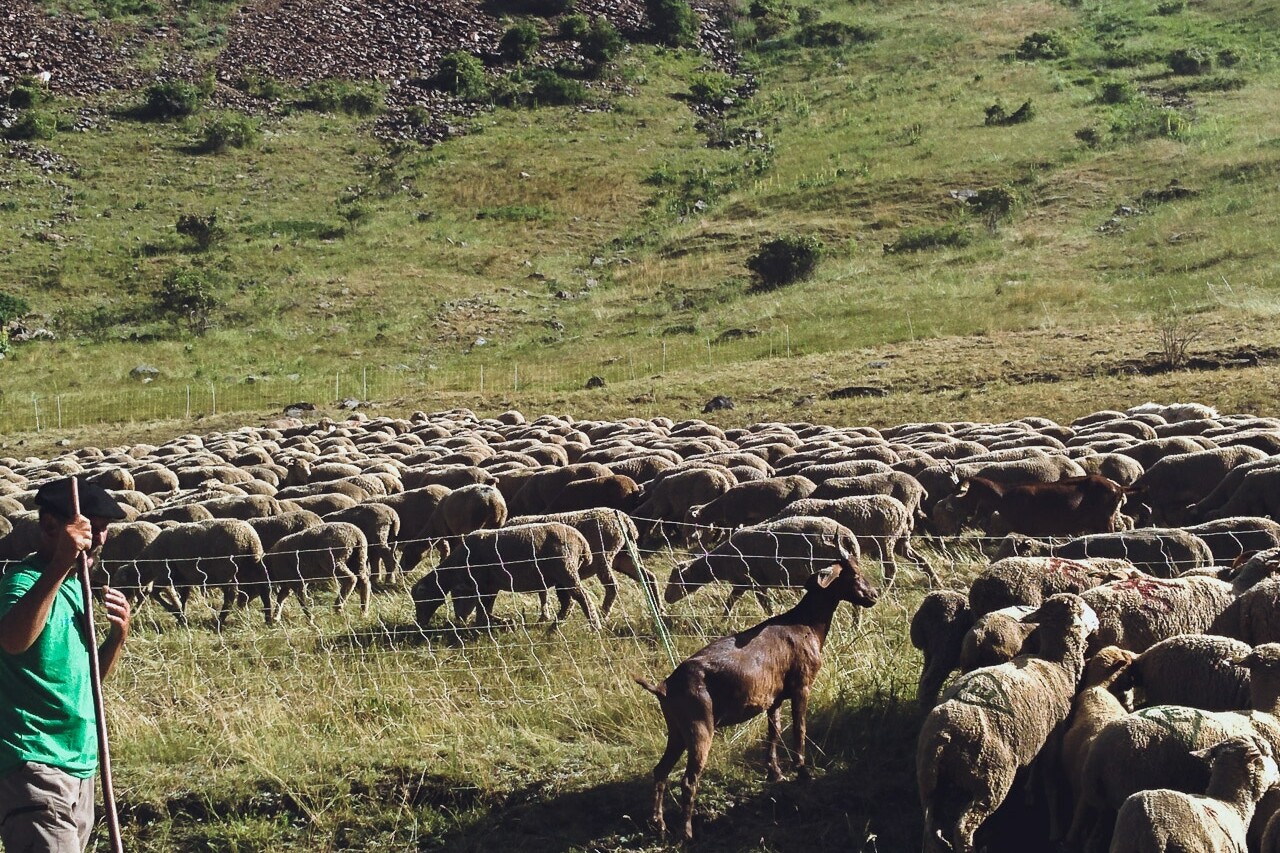 Le pastoralisme est très présent dans les Ecrins, Parc National des Ecrins