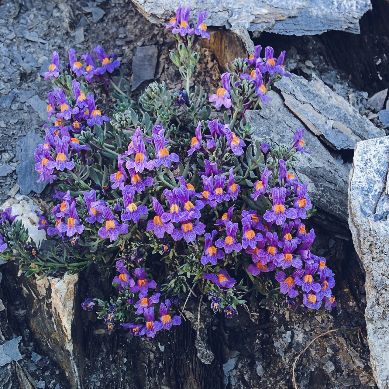 Un peu de couleur dans ce monde minéral, Parc National des Ecrins