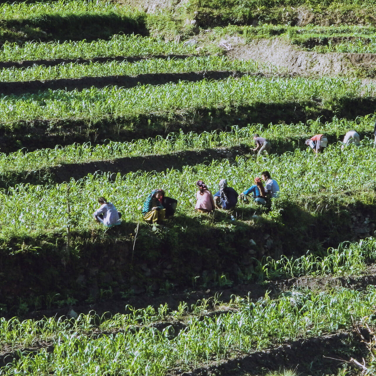 Femmes travaillant dans les rizières, Népal