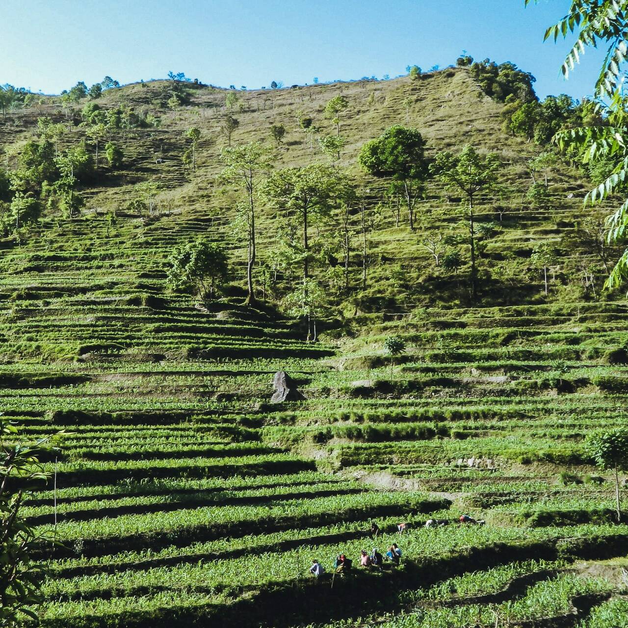 Rizières vers Besisahar, Népal