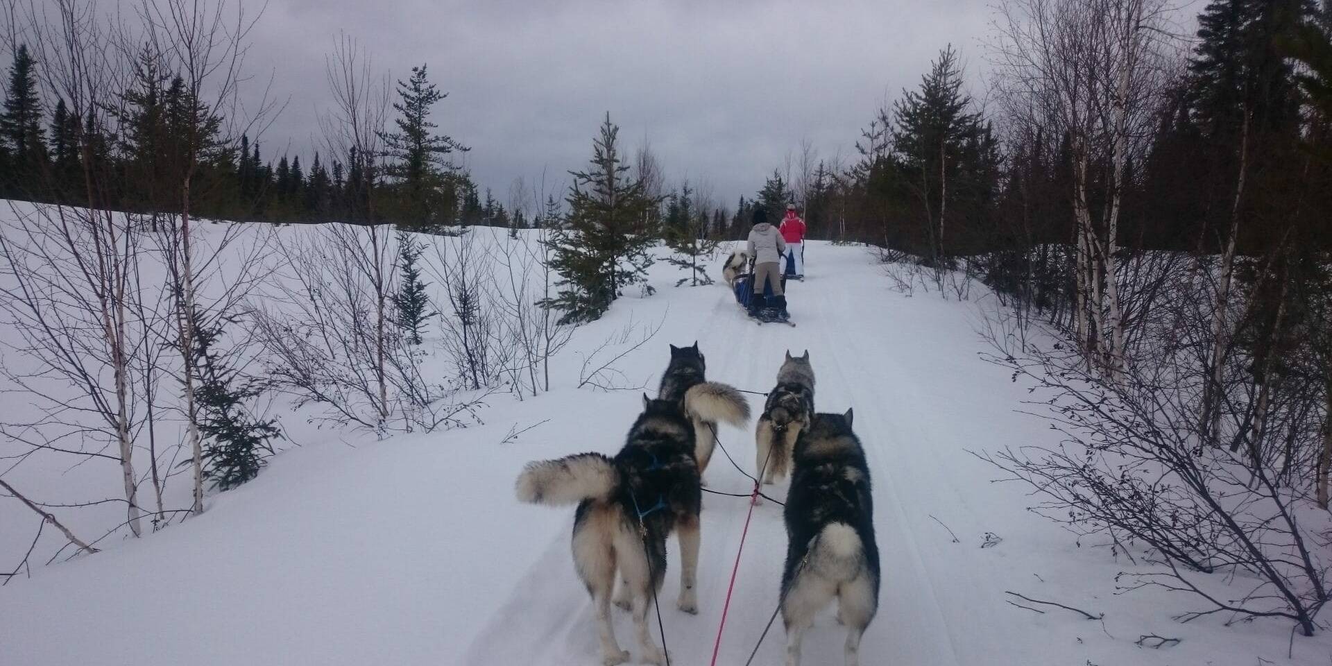 Piste des crêtes - Chiens de traineau