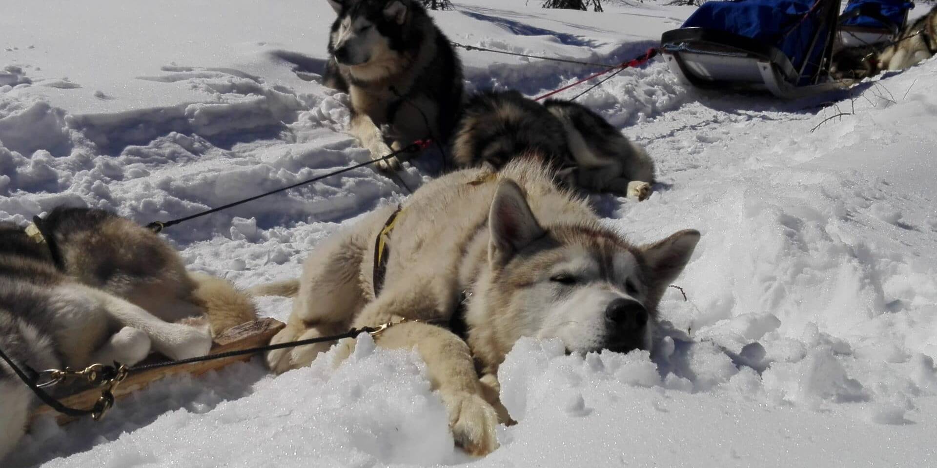 Sky - Chiens de traineau