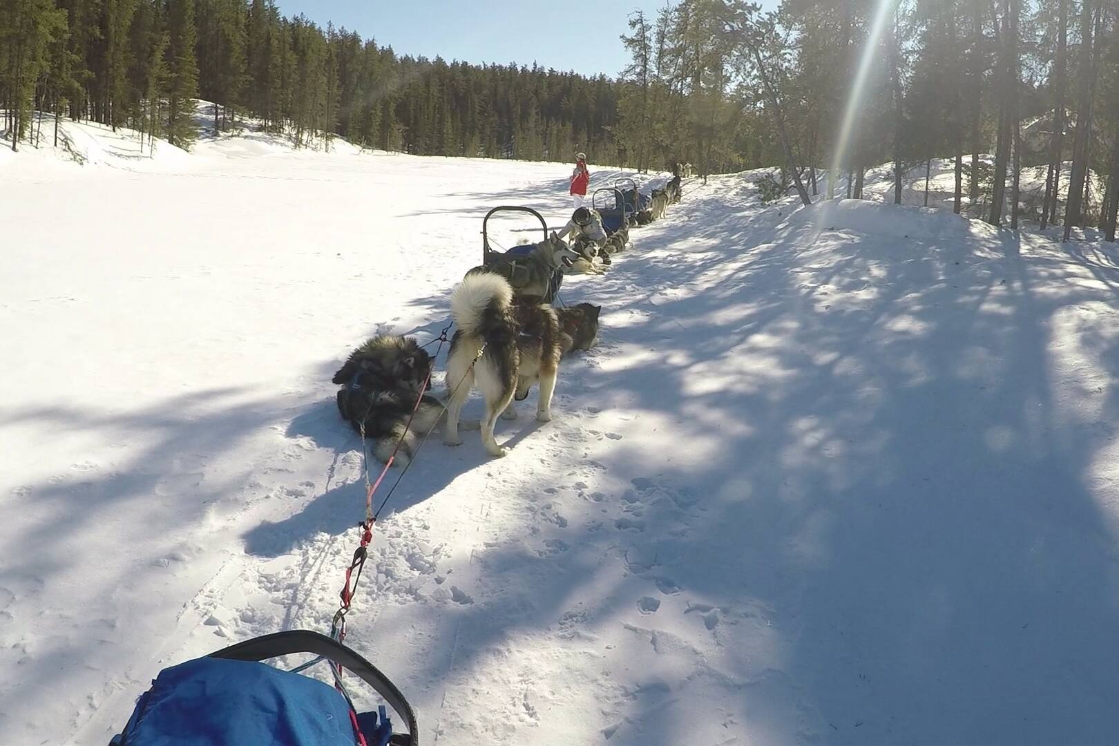 Arrivée au camp 3 - Chiens de traineau