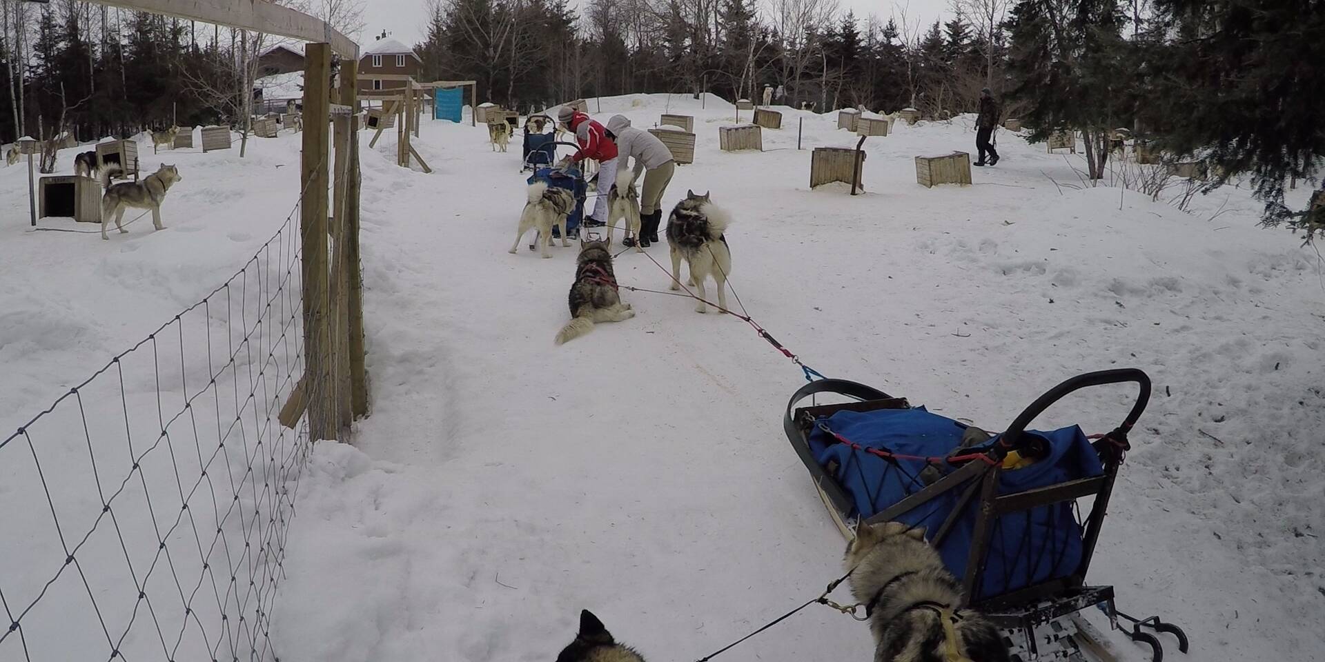 Arrivée au chenil - Chiens de traineau
