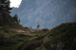 Chamois - GR738