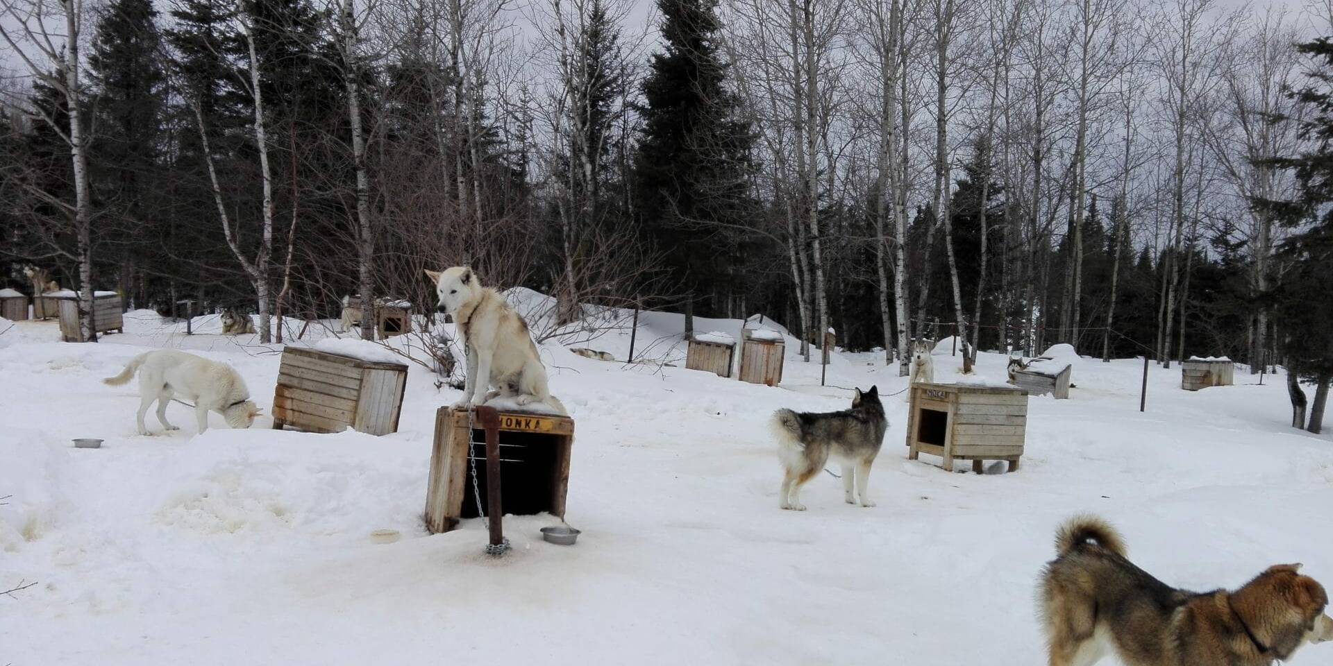 Chenil - Chiens de traineau