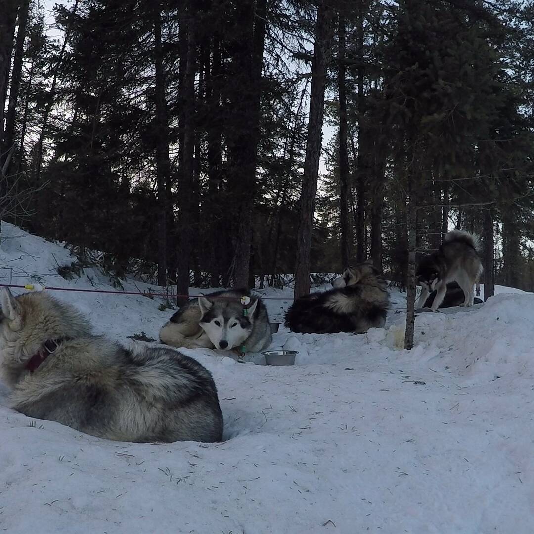 Chiens tranquilles au camp 3 - Chiens de traineau