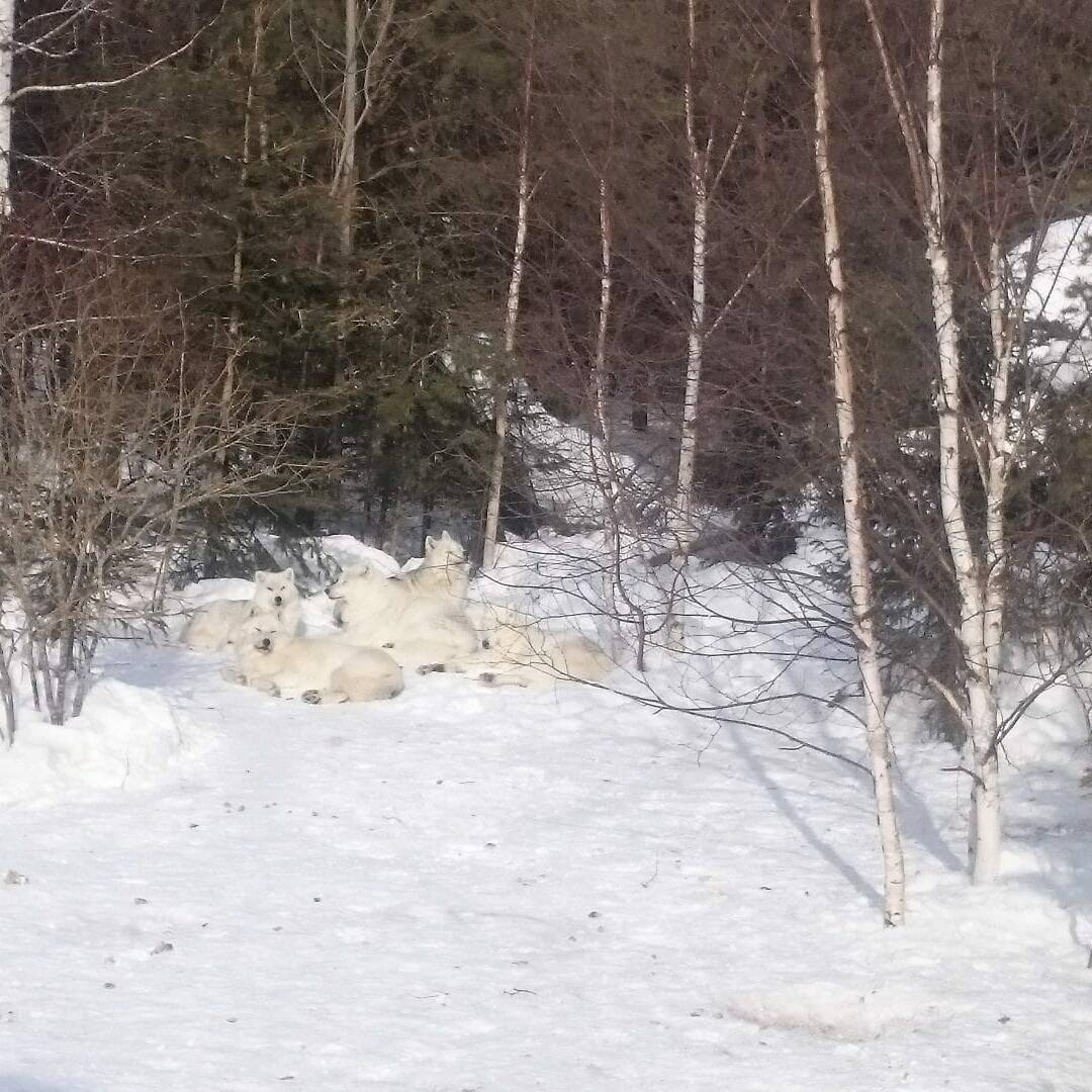Loups - Chiens de traineau