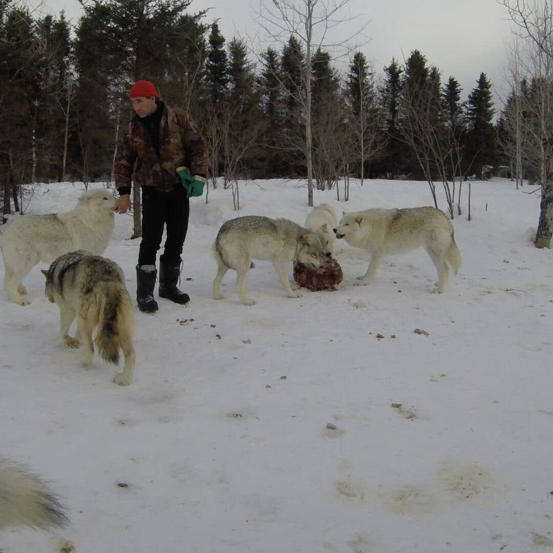 Loups - Chiens de traineau