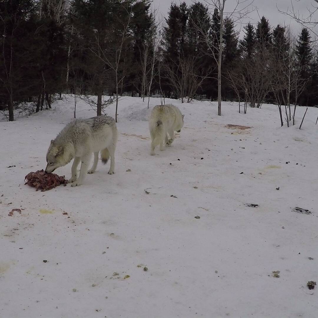 Repas des Loups - Chiens de traineau