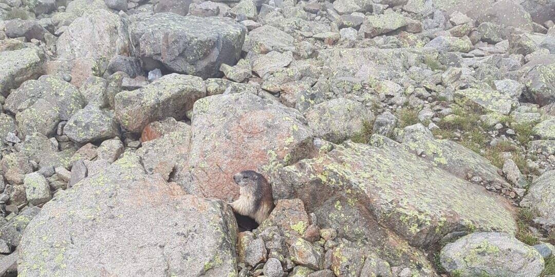 Marmotte - Pyrénées