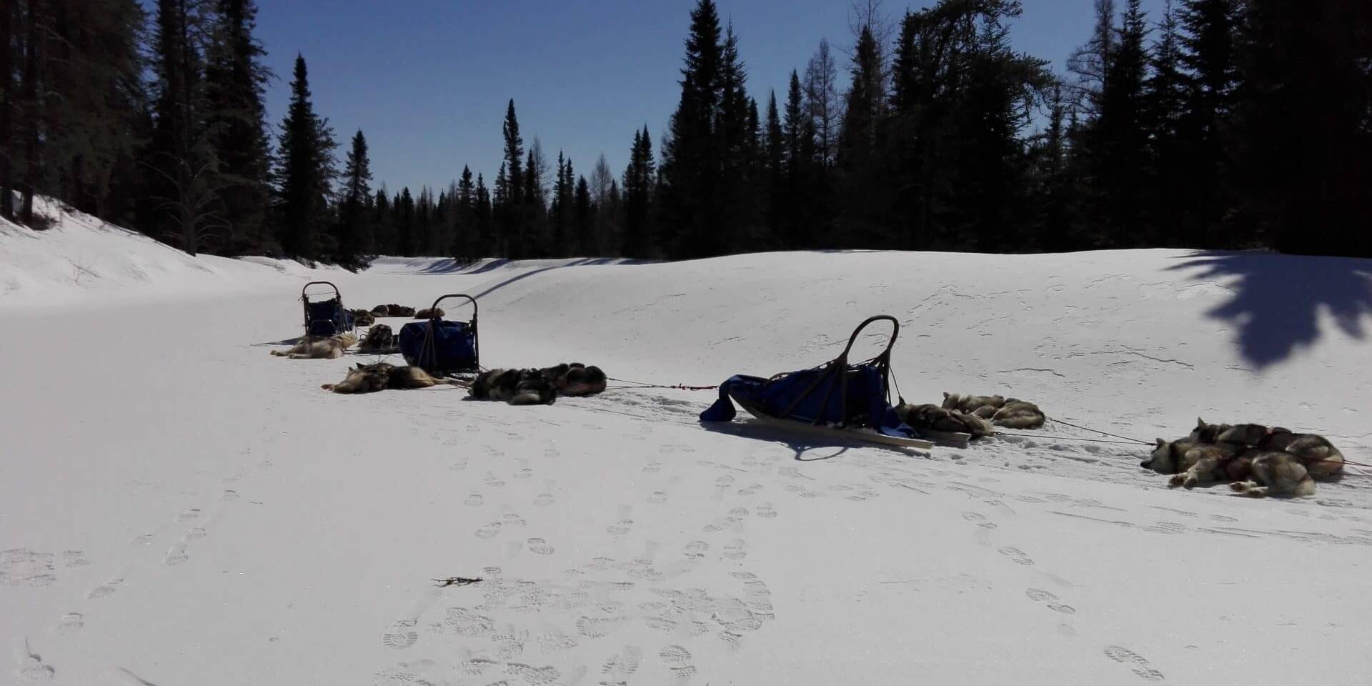 Pause dans les bois - Chiens de traineau