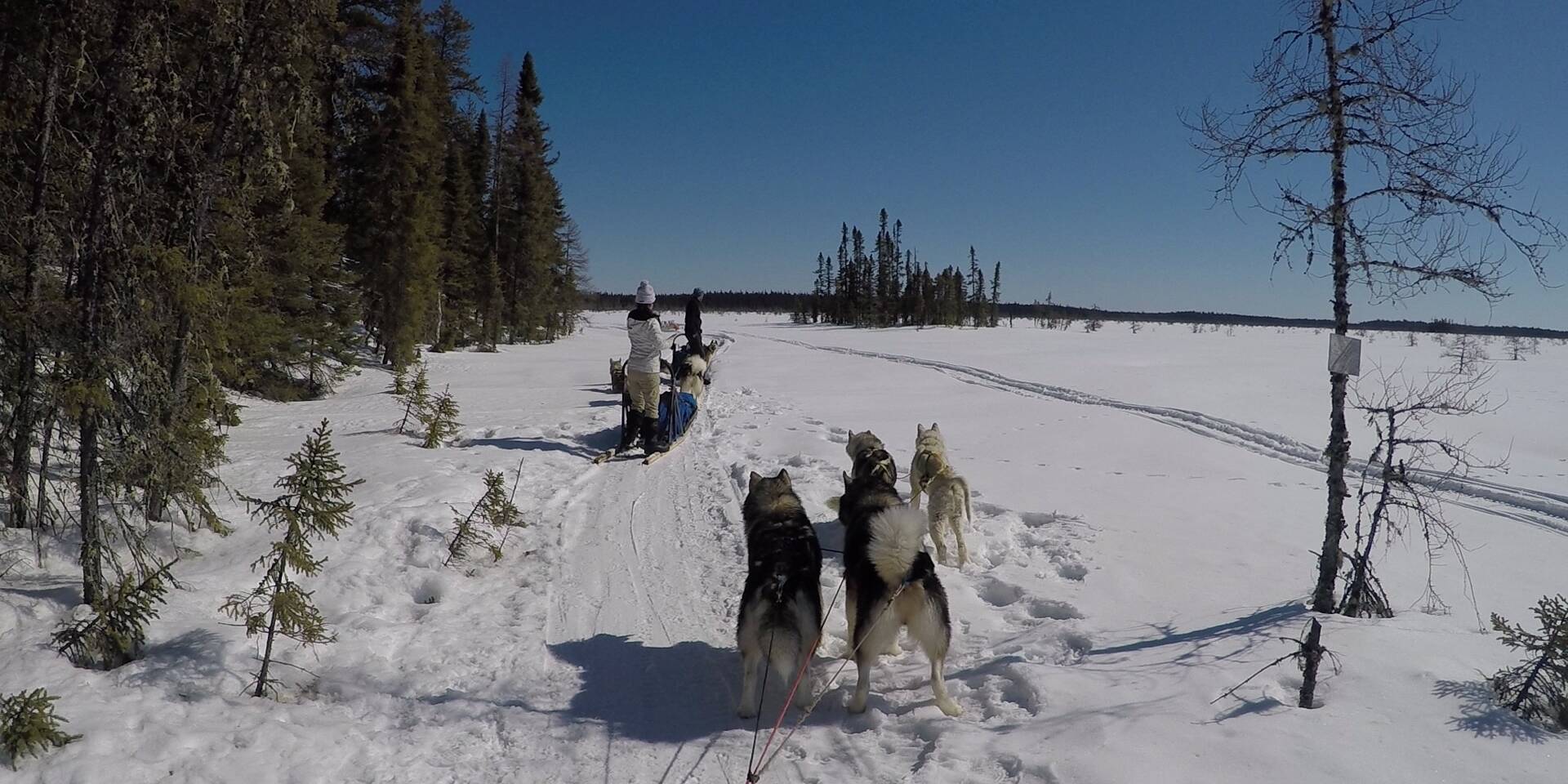 Pause dans la forêt - Chiens de traineau