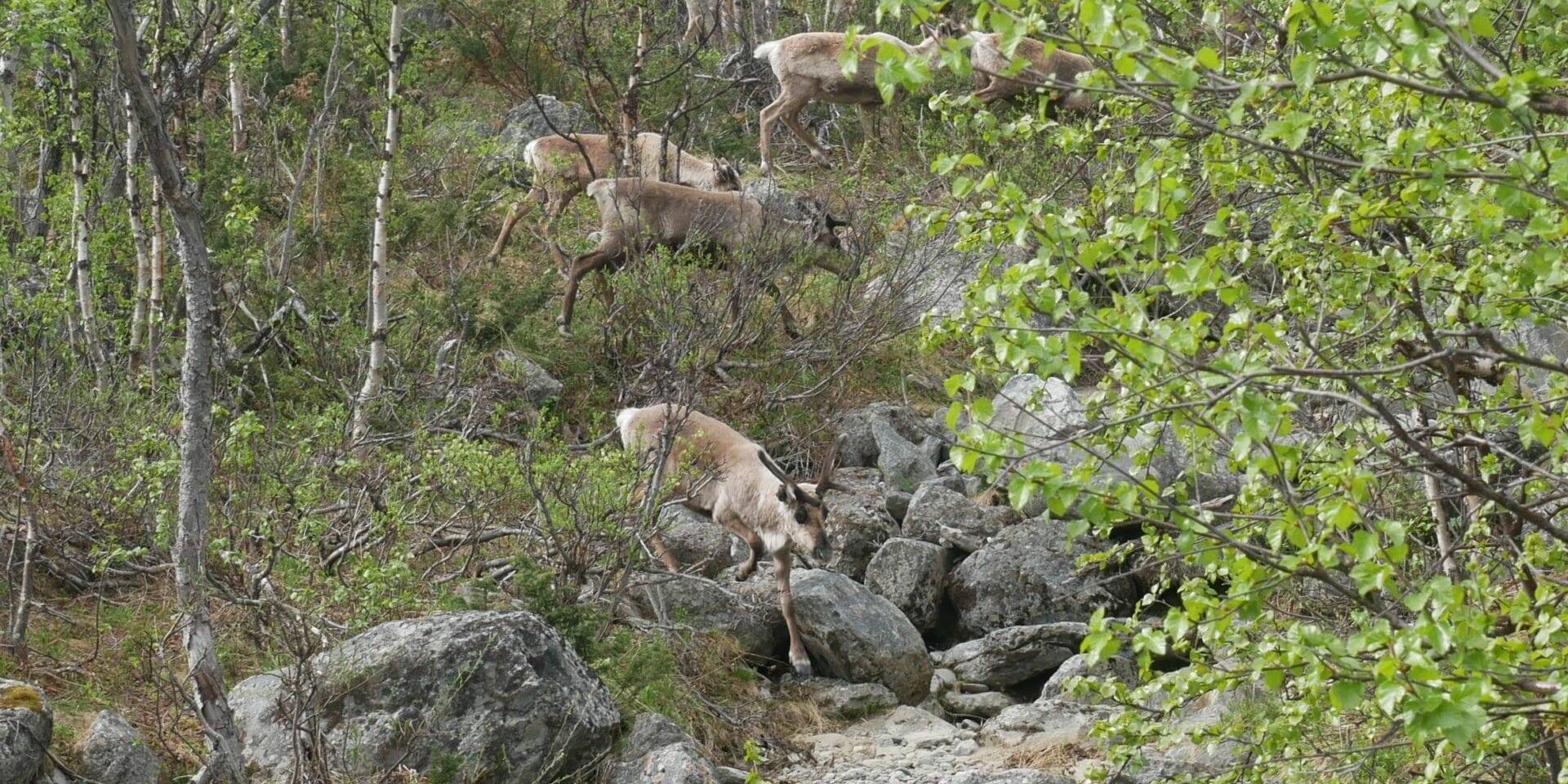 Troupeau de renne au 2e bivouac - Laponie