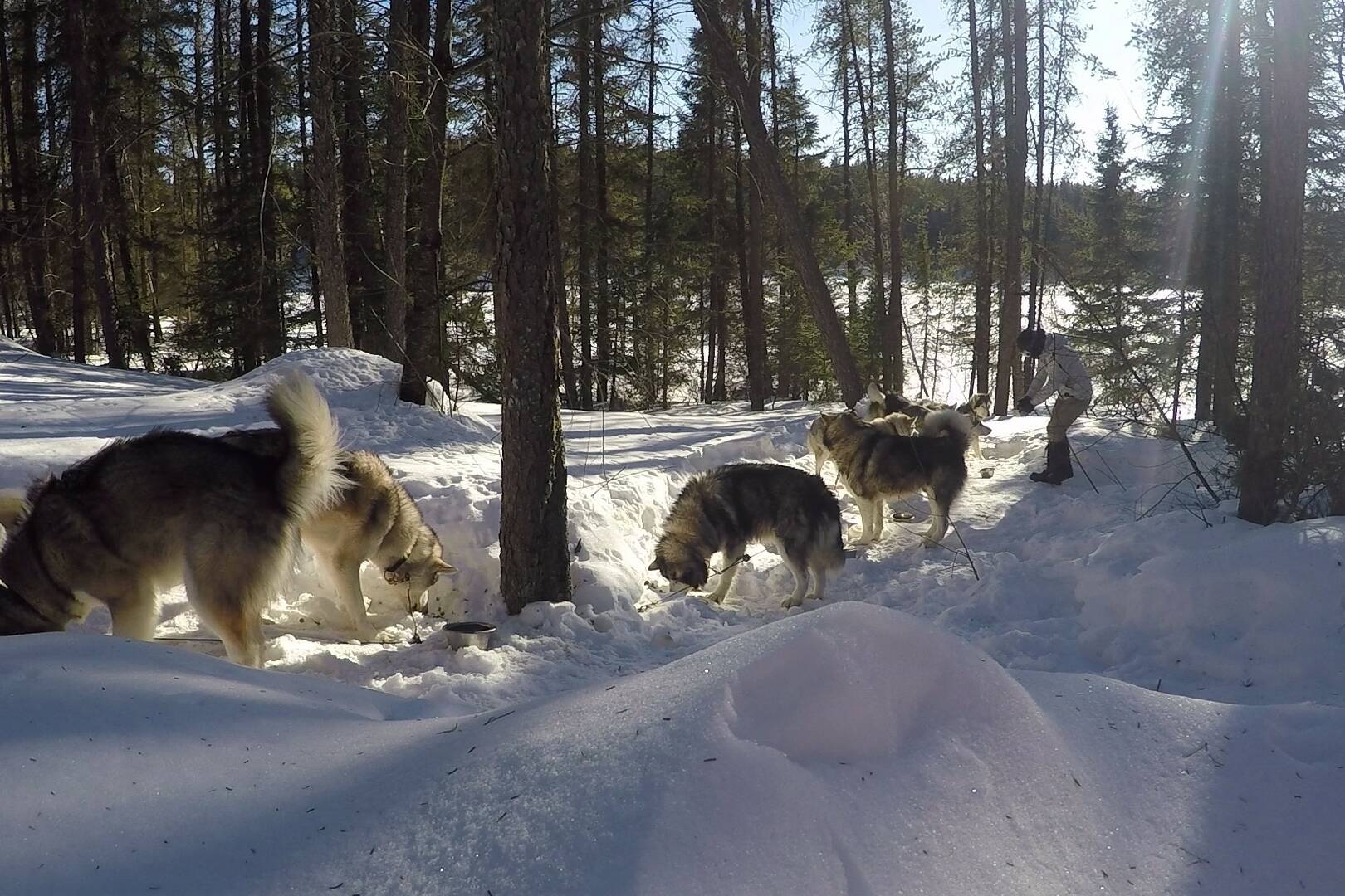 Repas des chiens au camp 2 - Chiens de traineau