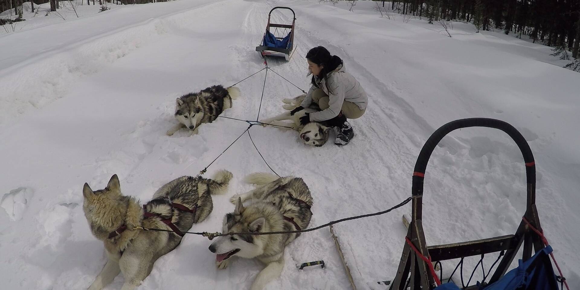 Séance réconfort - Chiens de traineau