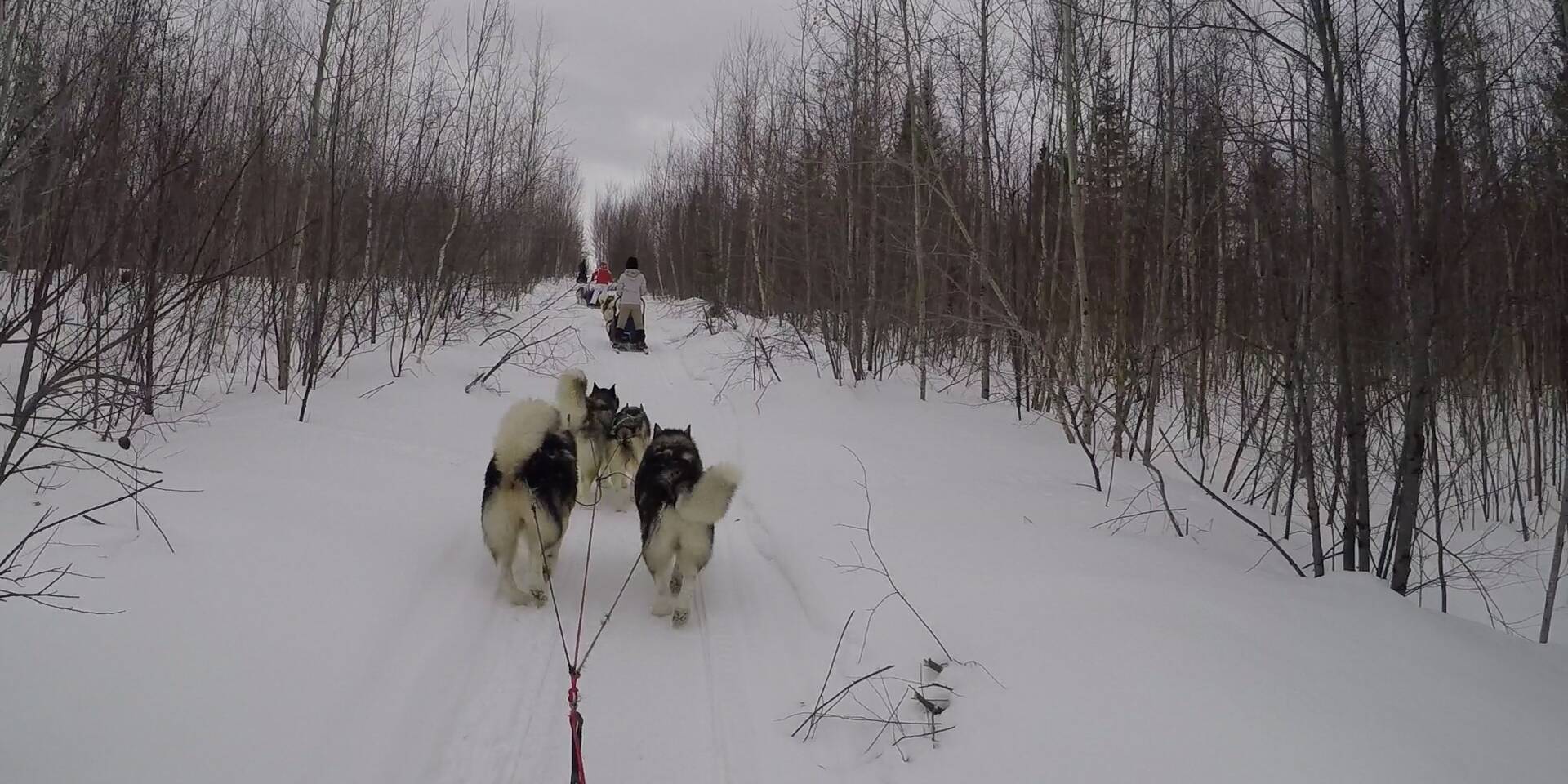Traineaux dans les petits arbustes - Chiens de traineau