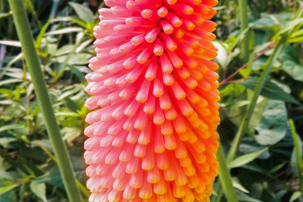Fleur du jardin, La Réunion