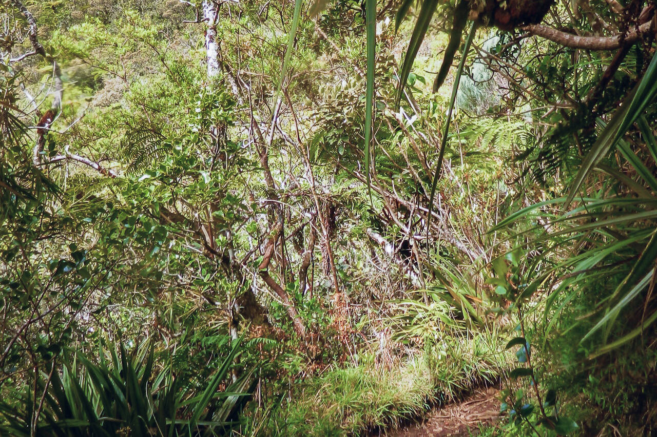 En descendant vers Bourg Murat, La Réunion