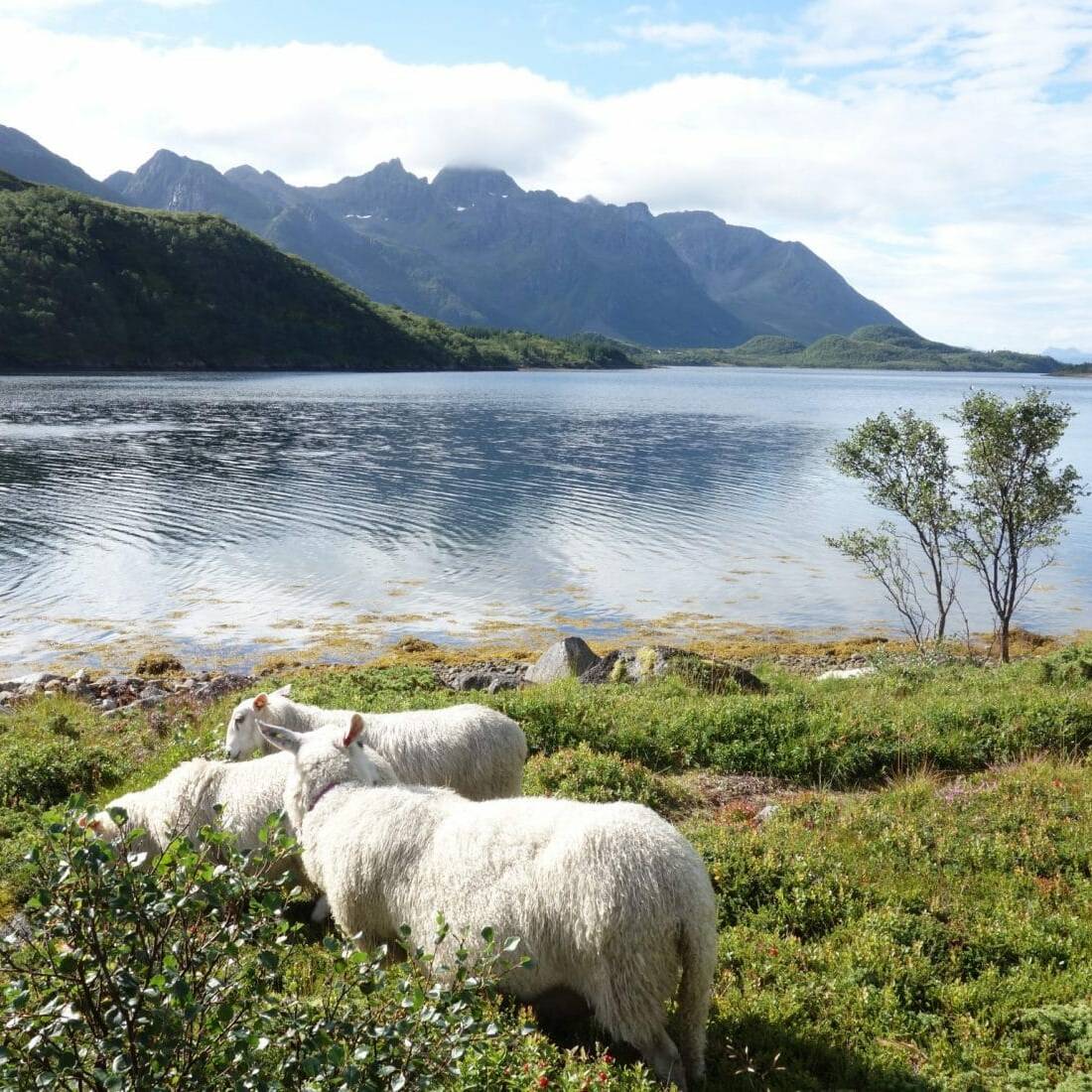 Moutons dans l'Olderfjorden, Iles Lofoten, Norvège
