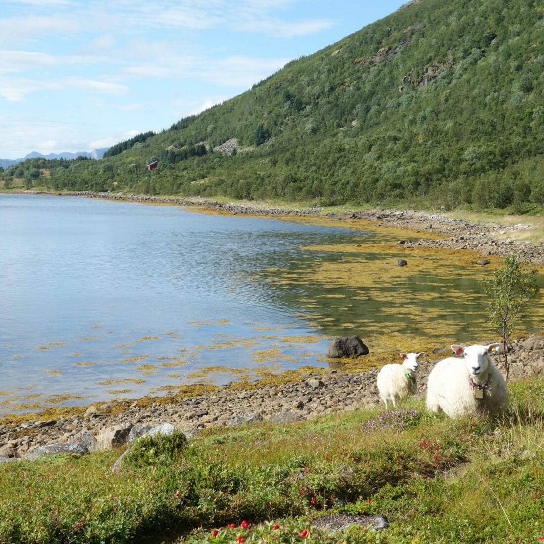 Moutons dans l'Olderfjorden, Iles Lofoten, Norvège