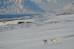 Les Rennes du Svalbard - Photo : Bertrand Forest