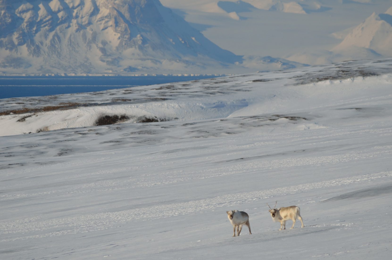 Les Rennes du Svalbard - Photo : Bertrand Forest