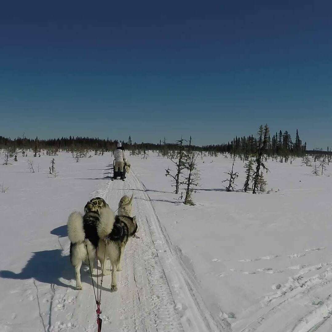 Paysage en chiens de traineau