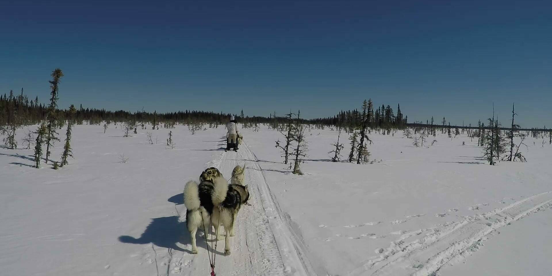 Paysage en chiens de traineau