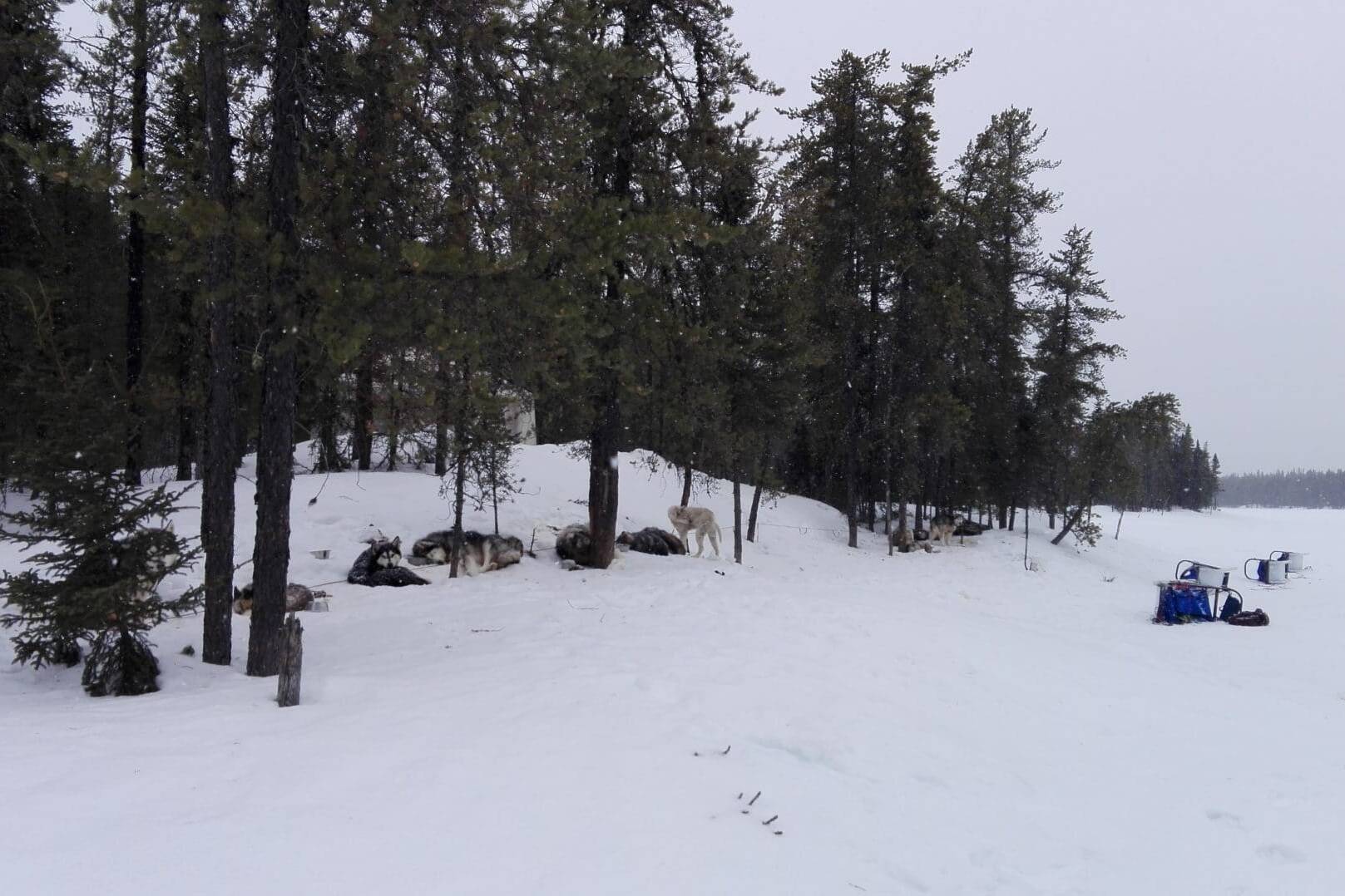 3ème camp - Chien de traineau