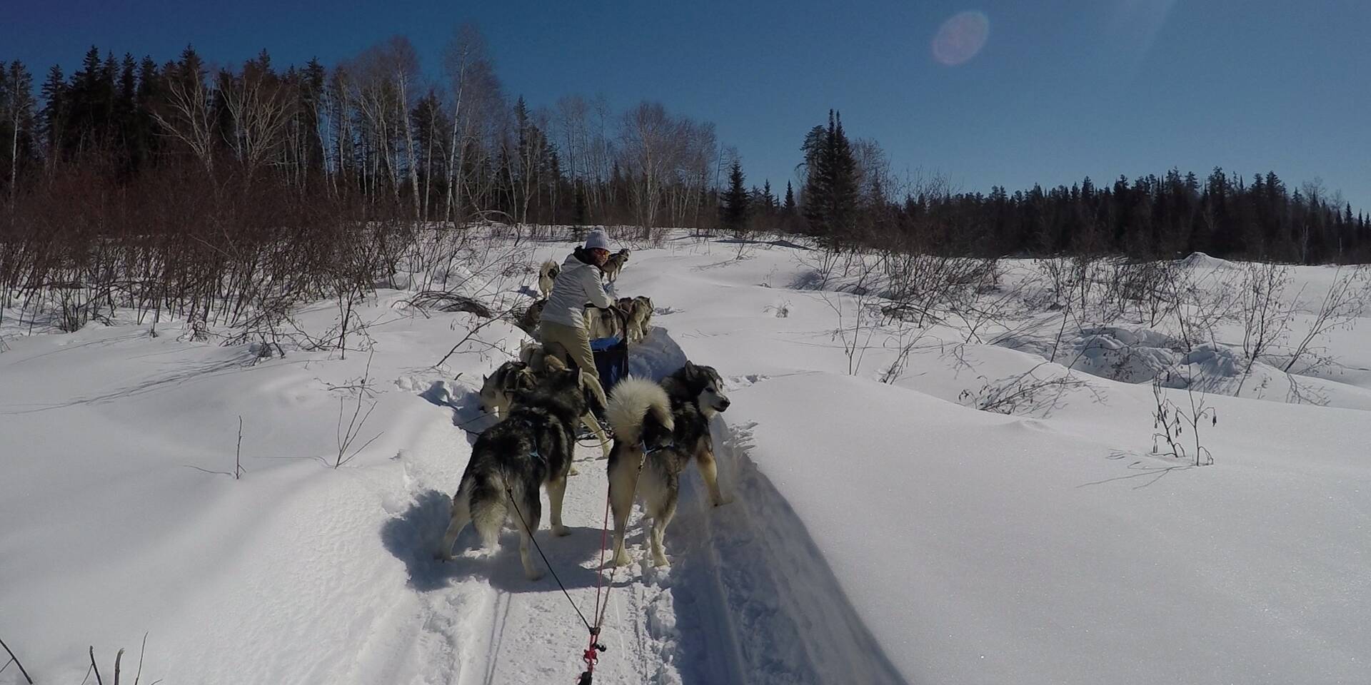 Carambolage entre les chiens - Chiens de traineau