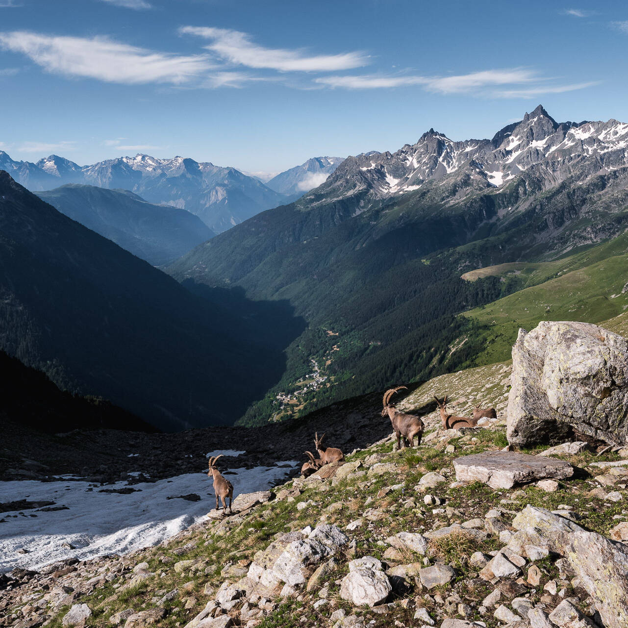 Bouquetins au col de la Vache - GR738