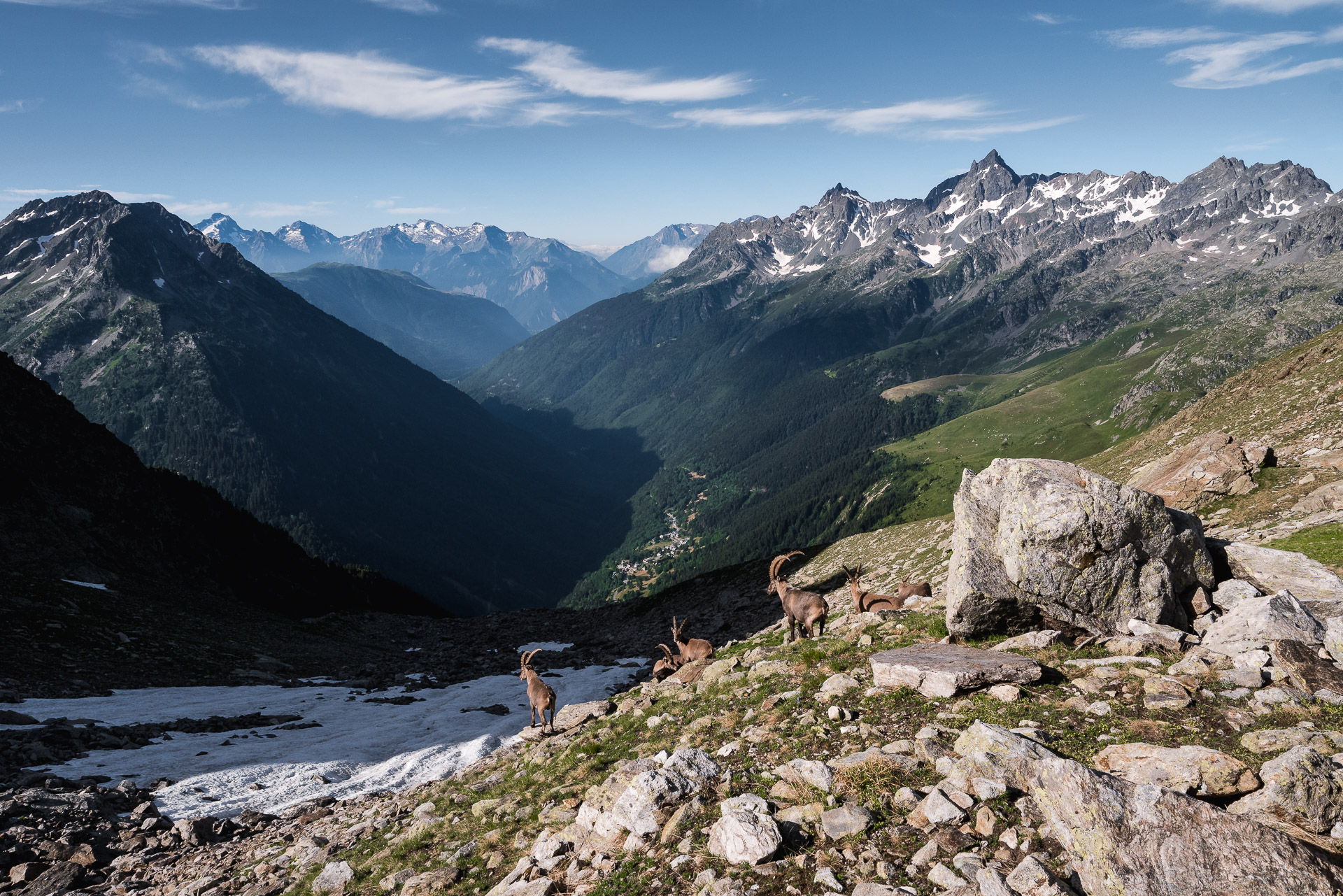 Bouquetins au col de la Vache - GR738