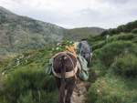 Dans la descente vers le Pont-de-Montvert - Chemin de Stevenson GR70
